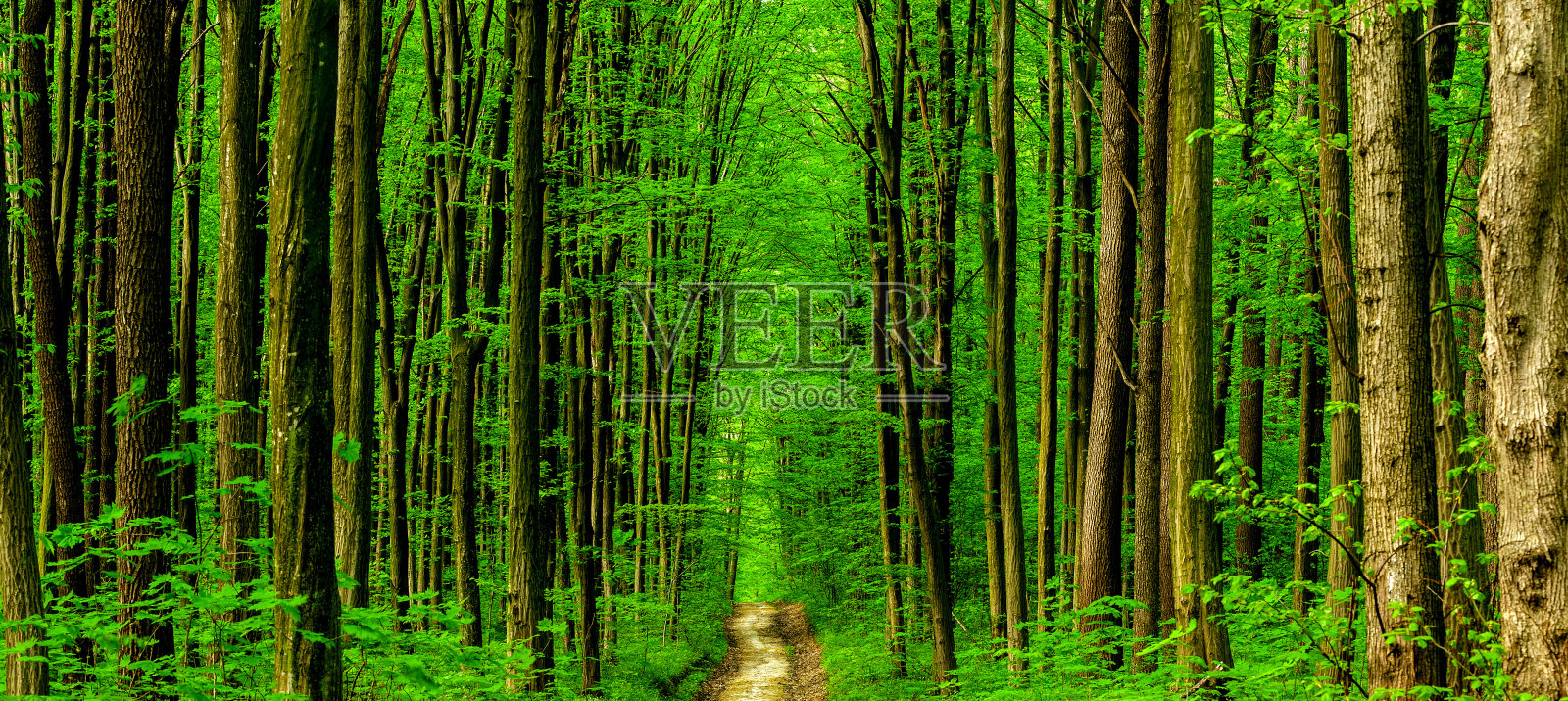 春天的林木。照片攝影