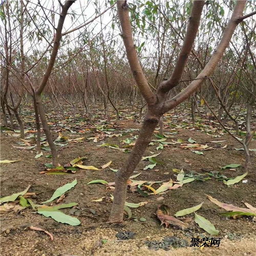 風(fēng)味天后桃苗 二年風(fēng)味天后桃苗單價 風(fēng)味天后桃苗價位及報價