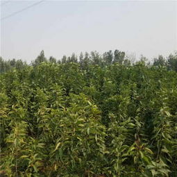 2019年冬天吉塞拉12號砧木好管理 育苗資訊