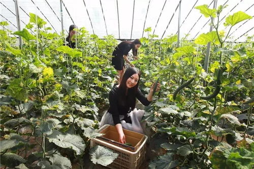 恭喜禹州榮登2017旅游業(yè)最美中國榜 又一項國家級榮譽花落禹州