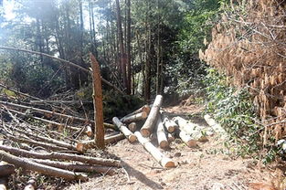 作案25起 9名森林 碩鼠 終落網 森林公安在行動