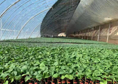 白銀靖遠:發展蔬菜產業 助力鄉村振興