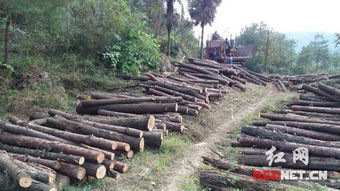 深山傳來鋸木聲 隆回森林公安循聲抓獲濫伐林木嫌疑人