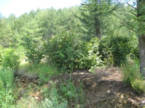 岫巖滿族自治縣紅旗鄉紅大嶺村東溝山3林班8 1小班的林木價值司法拍賣公告