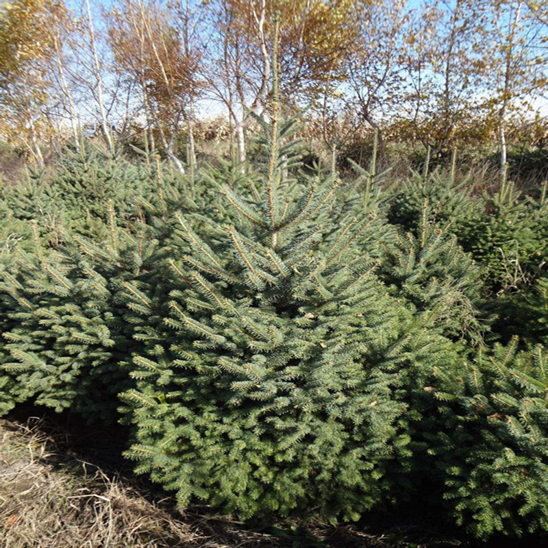 云杉苗木價格圖片|云杉苗木價格產品圖片由桓仁蘭天林木種苗.