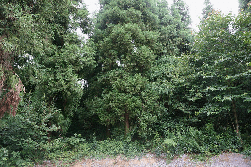 曝光│景邁山農(nóng)戶毀壞林木受罰_瀾滄縣