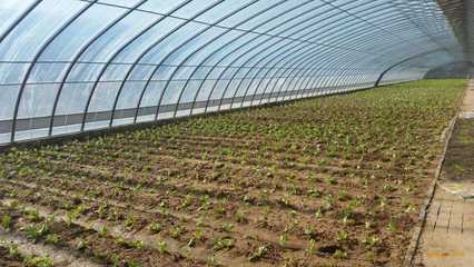 成都蔬菜大棚建設(shè)要做到人、棚、物合一,你知道嗎?