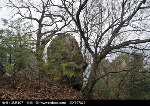 原始林木高清圖片下載 紅動(dòng)網(wǎng)