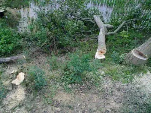 追悔莫及 吉水一男子濫伐林木獲刑二年十個(gè)月