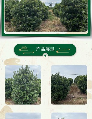 林木庭院種植全冠叢生楊梅樹(shù)四季常青果大味濃甜全國(guó)發(fā)貨