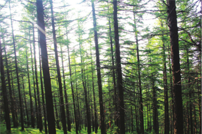 山西省黑茶山國(guó)有林管理局