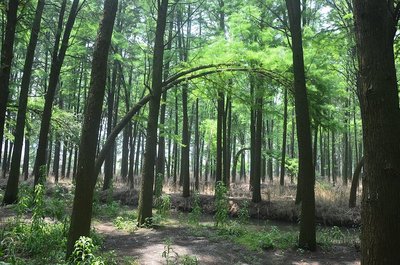 進(jìn)去之后就被震撼了,當(dāng)天很熱,但在林子里面真是涼快&hellip; 林木都是水杉和池杉,據(jù)說(shuō)是80年代.