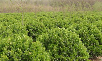 山東省林木種苗龍頭企業 名單發布,龍力子公司鰲龍農業上榜