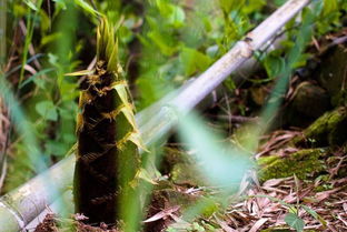 趕緊 免費送筍子了 向峨 趙家溝首屆采筍節 強勢來襲