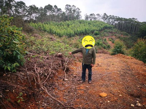 陽江這2人盜伐林木被抓