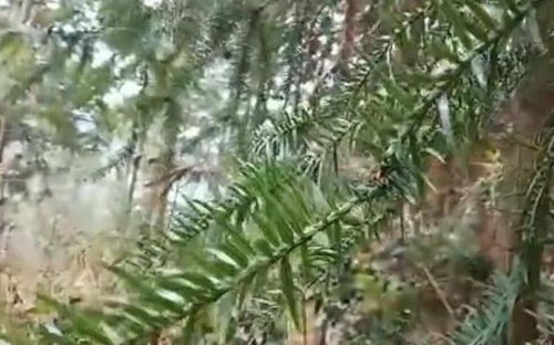 60歲母親盜伐林木被抓,丈夫去世要獨(dú)自供兒上學(xué),求民警幫喂豬