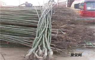 碧根果苗報(bào)價(jià) 碧根果苗繁育基地