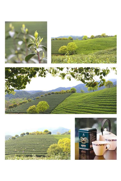 茶要在水中泡多長時間最好,向來都是憑經驗而定