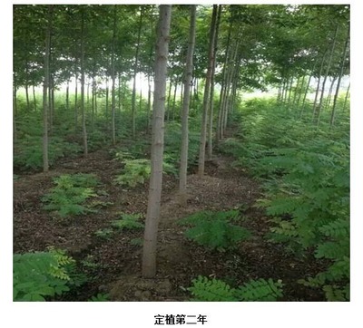 適宜貴州省黔東南地區栽種的經濟林木有哪些