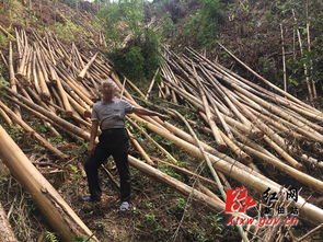 新田縣林業公安偵破一起濫伐林木案