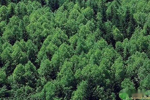 新森林法將于7月實施,具體有哪些新規定