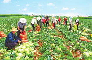 一村一品富農家 寧縣發展特色產業助推精準扶貧紀實