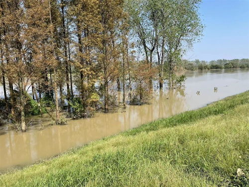 省漢江局順利完成林木采伐調查設計，保障漢江下游一期年度工程實施