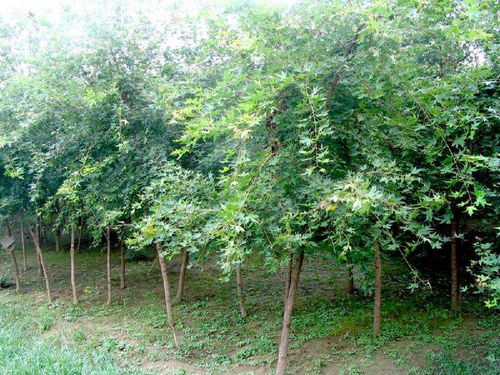 定州君濤林木育苗場 常綠樹、大喬木與花卉的綠色寶藏